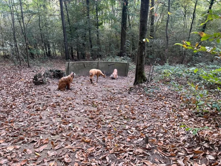 Centro Arcieristico Altana