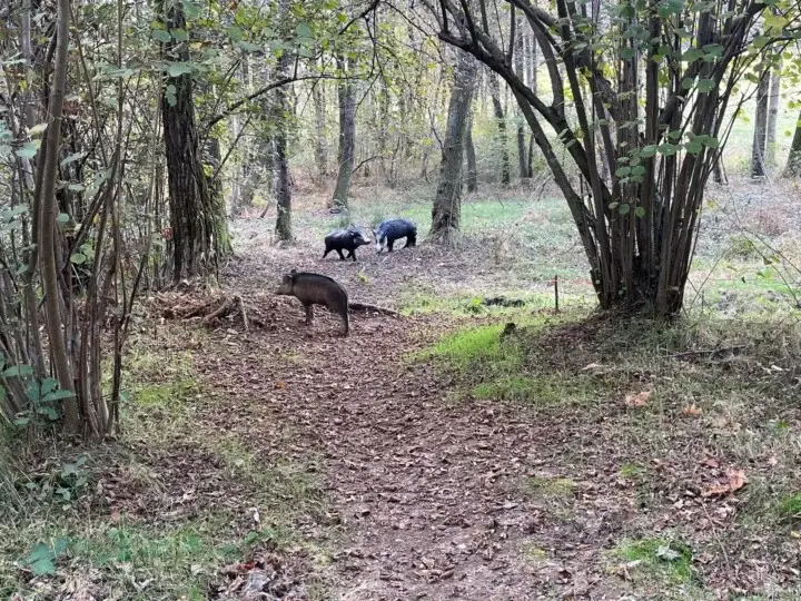 Cinghiali nel bosco autunnale