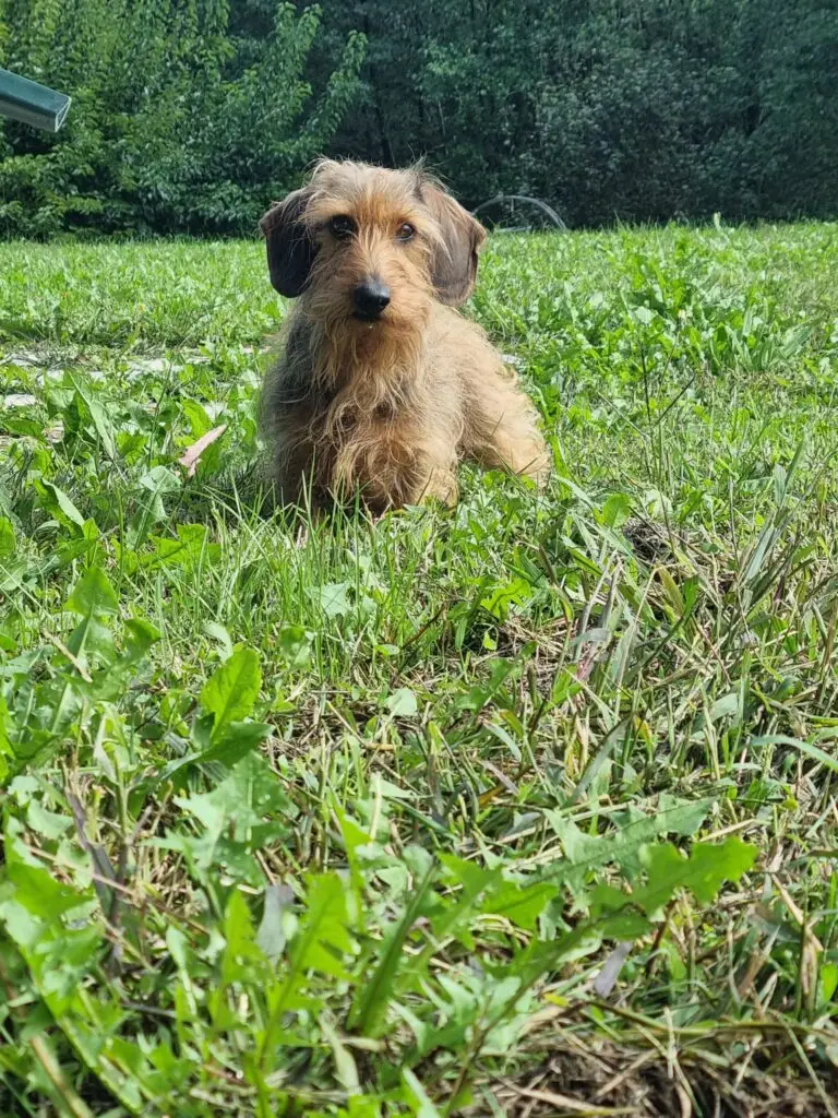 Otto