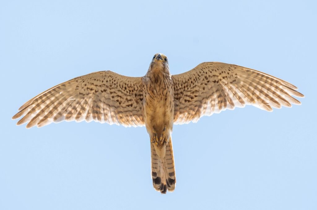 A greater kestrel in flight with wide wings spread gracefully against a clear blue sky.