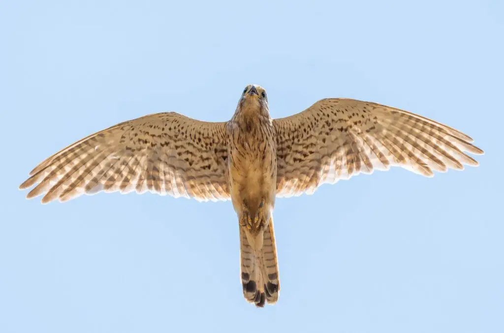 Falco in volo